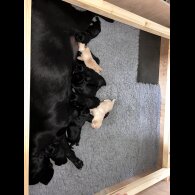 Labrador Retriever - Both
