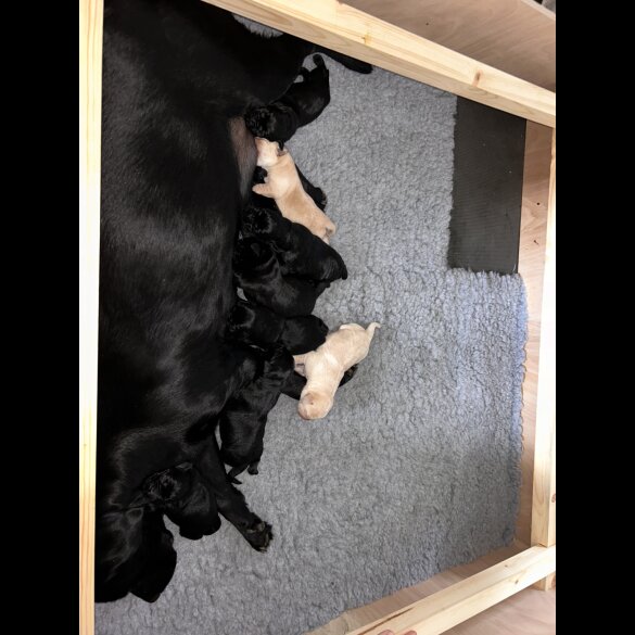 Labrador Retriever - Both