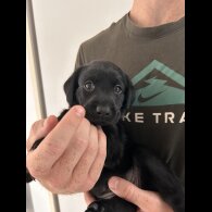 Labrador Retriever - Both