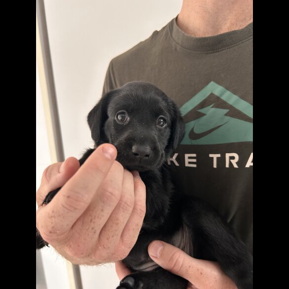 Labrador Retriever - Both