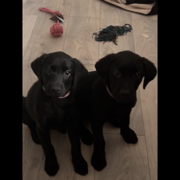 Labrador Retriever - Both