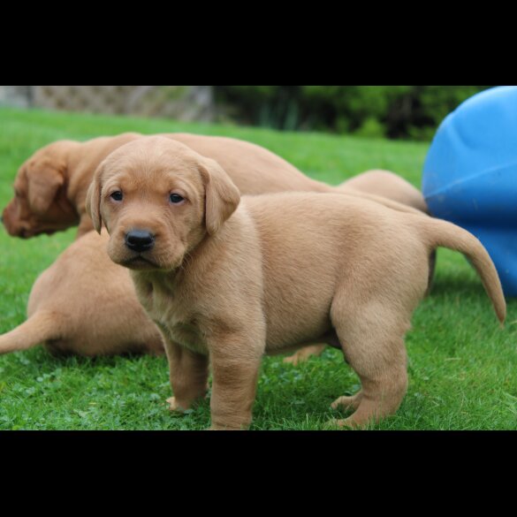 Labrador Retriever - Both