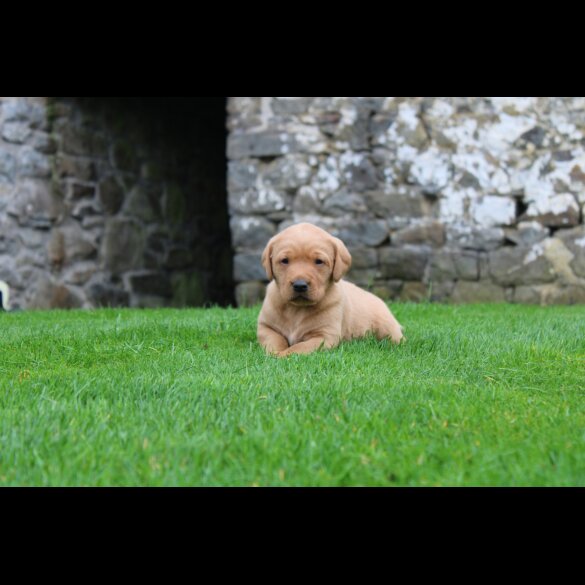 Labrador Retriever - Both