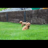 Labrador Retriever - Both