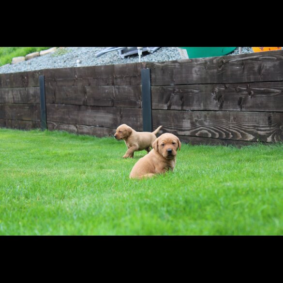 Labrador Retriever - Both
