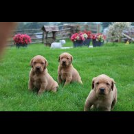 Labrador Retriever - Both