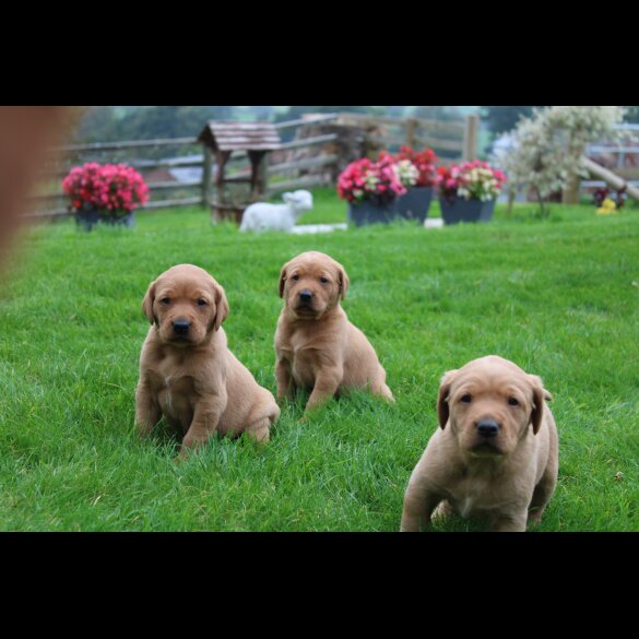 Labrador Retriever - Both