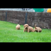 Labrador Retriever - Both