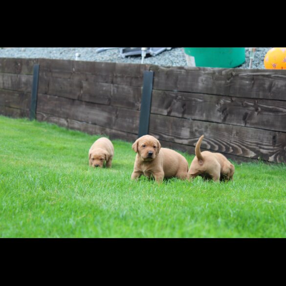 Labrador Retriever - Both