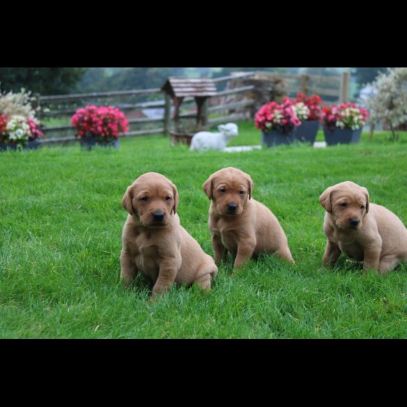 Labrador Retriever - Both