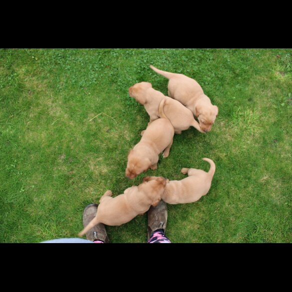 Labrador Retriever - Both