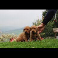 Labrador Retriever - Both