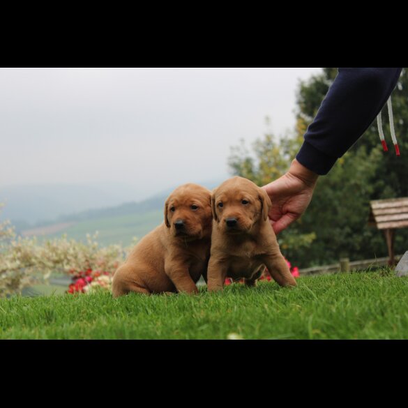 Labrador Retriever - Both