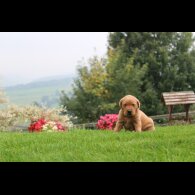 Labrador Retriever - Both