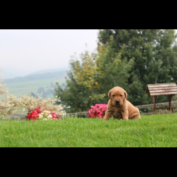 Labrador Retriever - Both