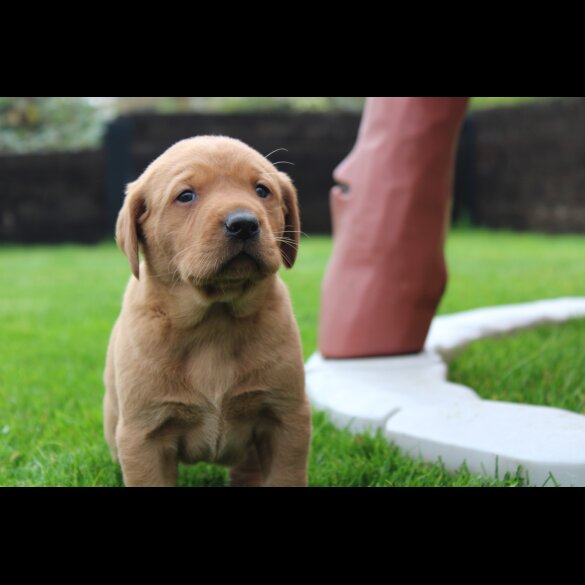 Labrador Retriever - Both