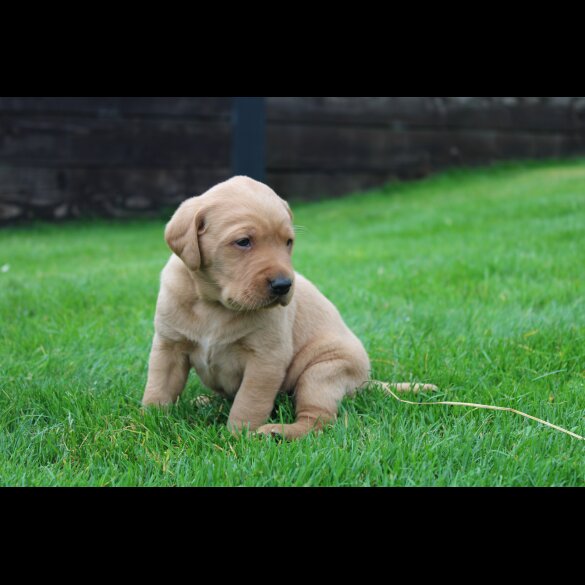 Labrador Retriever - Both