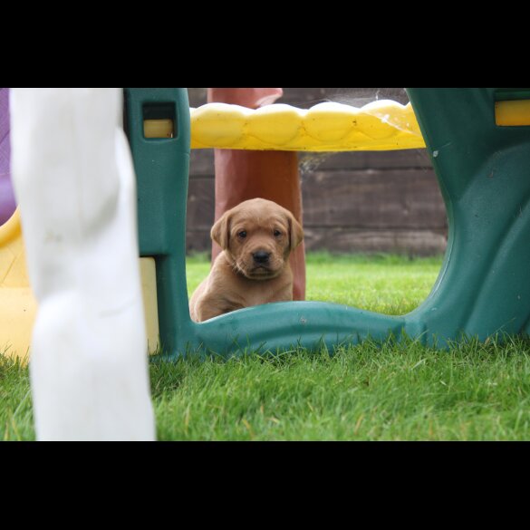 Labrador Retriever - Both
