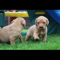 Labrador Retriever - Both