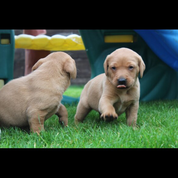 Labrador Retriever - Both