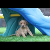 Labrador Retriever - Both