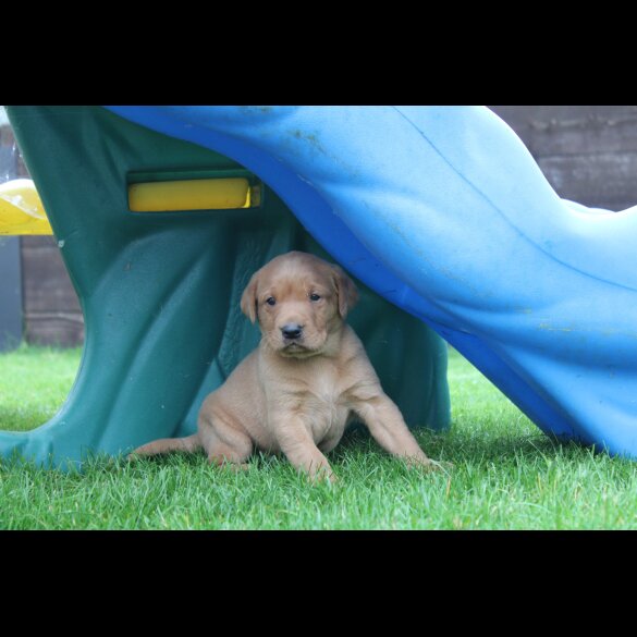 Labrador Retriever - Both