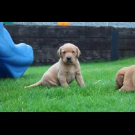 Labrador Retriever - Both