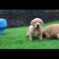 Labrador Retriever - Both
