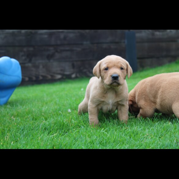 Labrador Retriever - Both