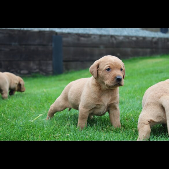 Labrador Retriever - Both