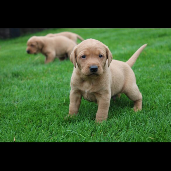 Labrador Retriever - Both
