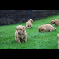 Labrador Retriever - Both