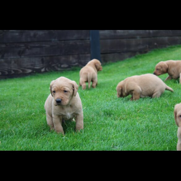 Labrador Retriever - Both