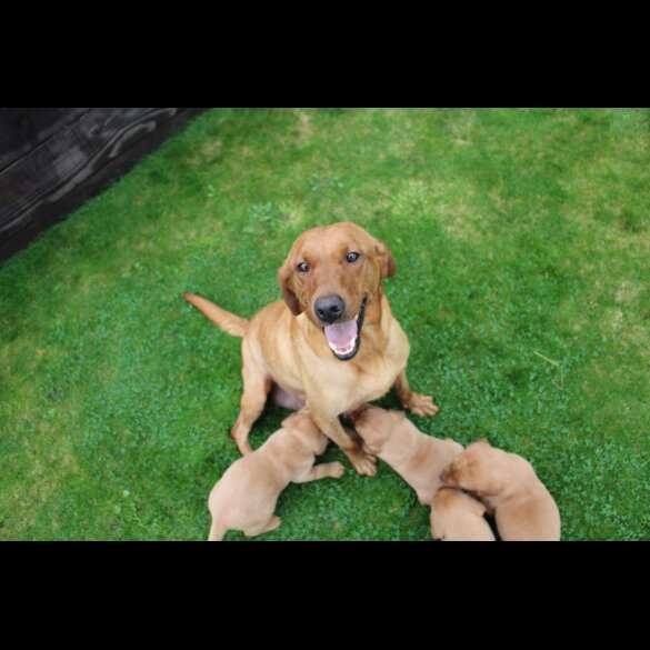 Labrador Retriever - Both
