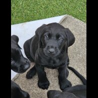 Labrador Retriever - Both