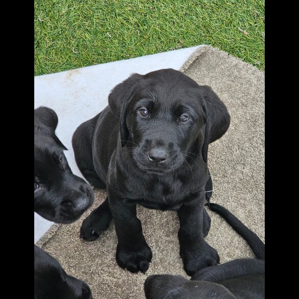 Labrador Retriever - Both