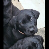 Labrador Retriever - Both