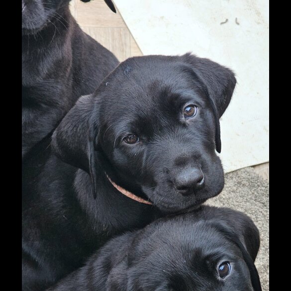 Labrador Retriever - Both
