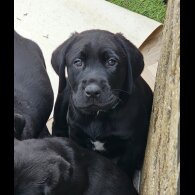 Labrador Retriever - Both