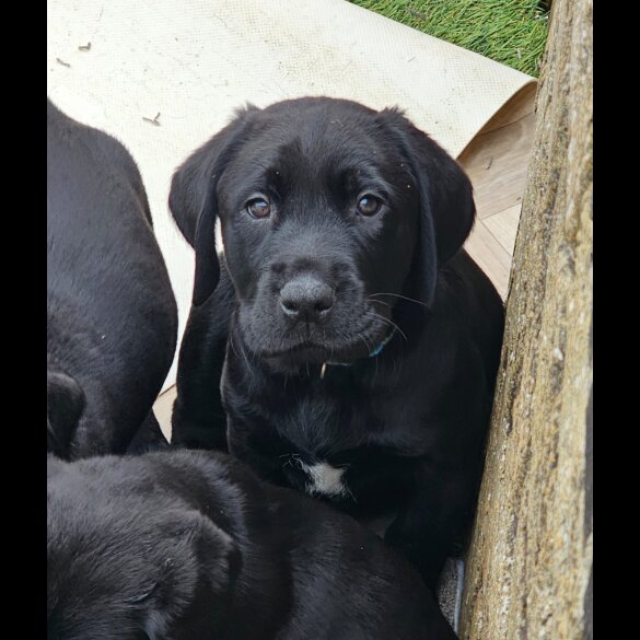 Labrador Retriever - Both