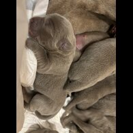 Labrador Retriever - Both