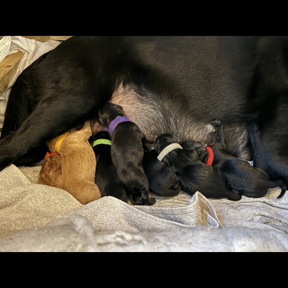Labrador Retriever - Both
