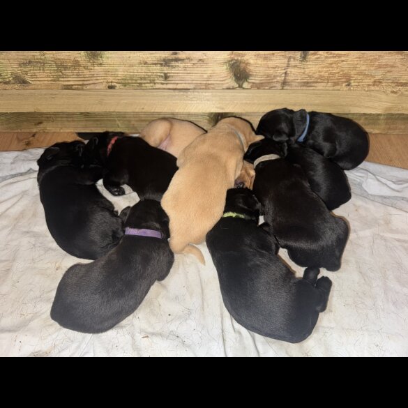 Labrador Retriever - Both