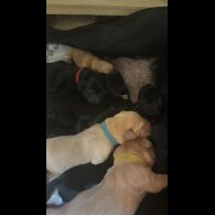 Labrador Retriever - Both