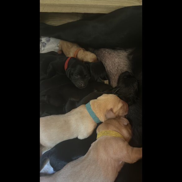 Labrador Retriever - Both