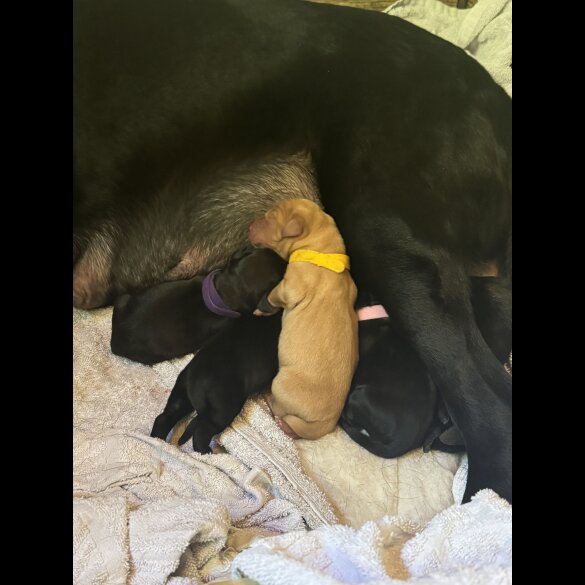 Labrador Retriever - Both