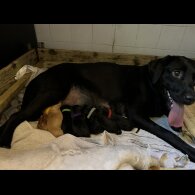 Labrador Retriever - Both