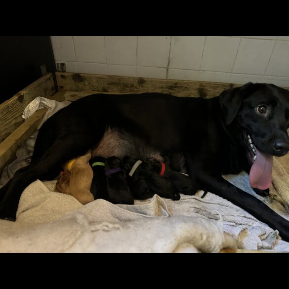 Labrador Retriever - Both