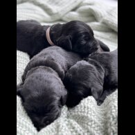Labrador Retriever - Both