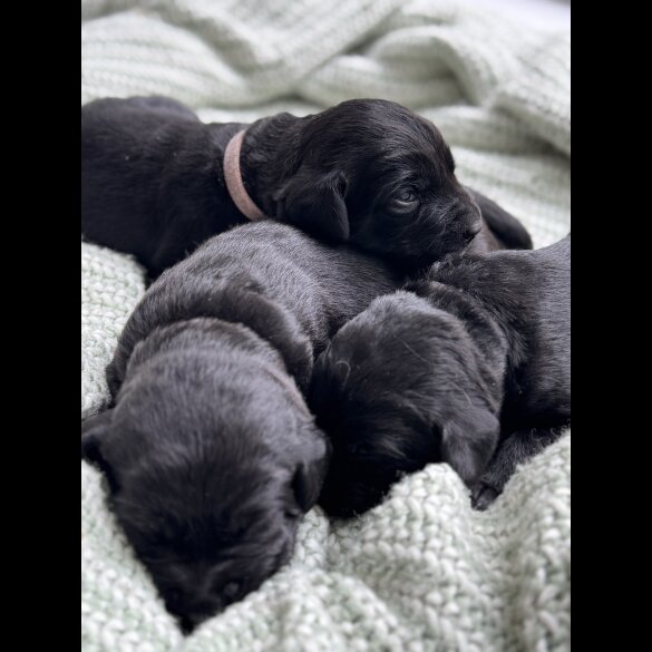 Labrador Retriever - Both
